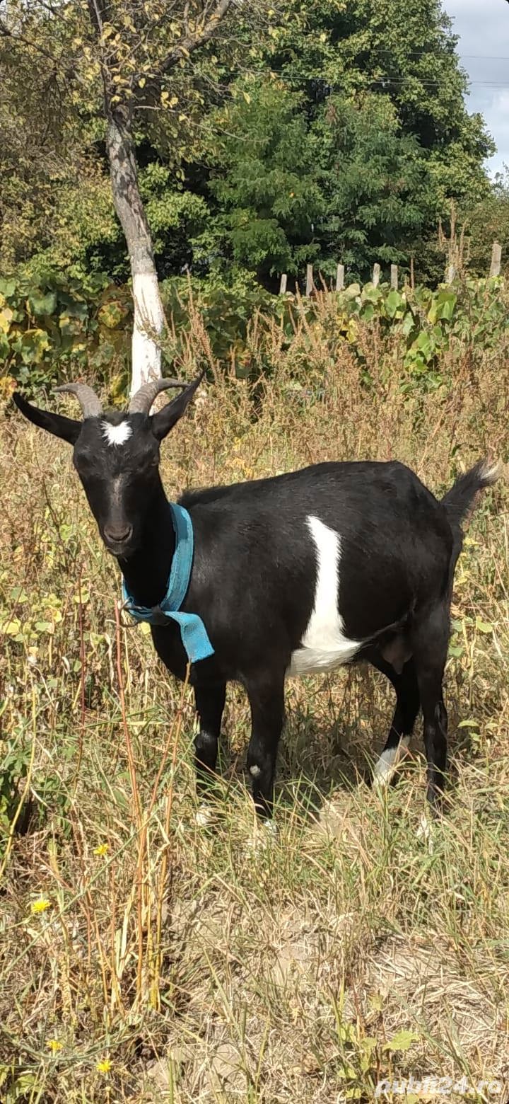 Capra Murciana Granadina isi schimba domiciliul Capra Murciana Granadina isi schimba domiciliul