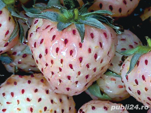 Stoloni Capsuni  Soiul Pineberry Si Alte Soiuri In Comentariu 