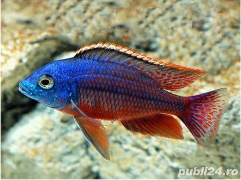 Vand pesti Cyrtocara (Nyassachromis) boadzulu