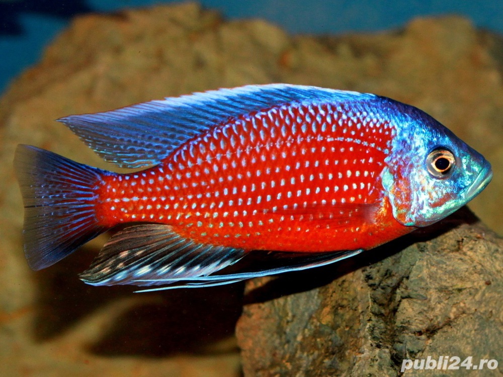 Vand pesti Copadichromis borleyi Kadango red fin