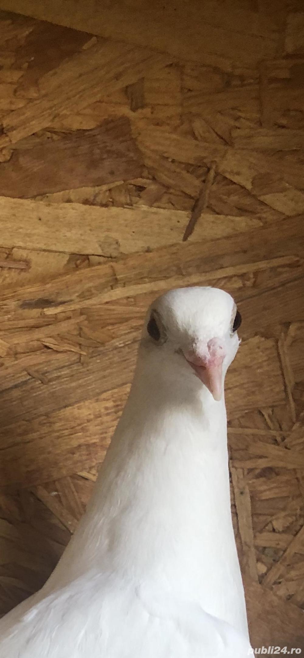 Porumbei Voiajori albi de nunti