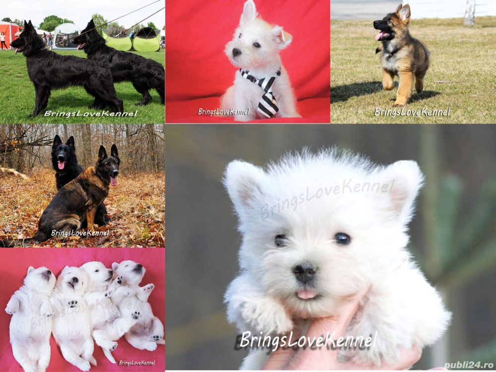 Westie si Ciobanesc German par lung linie lucru cu Pedigree tip A