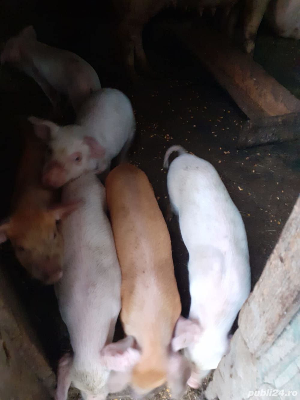 Vând purcei de tara  Vând purcei de tara