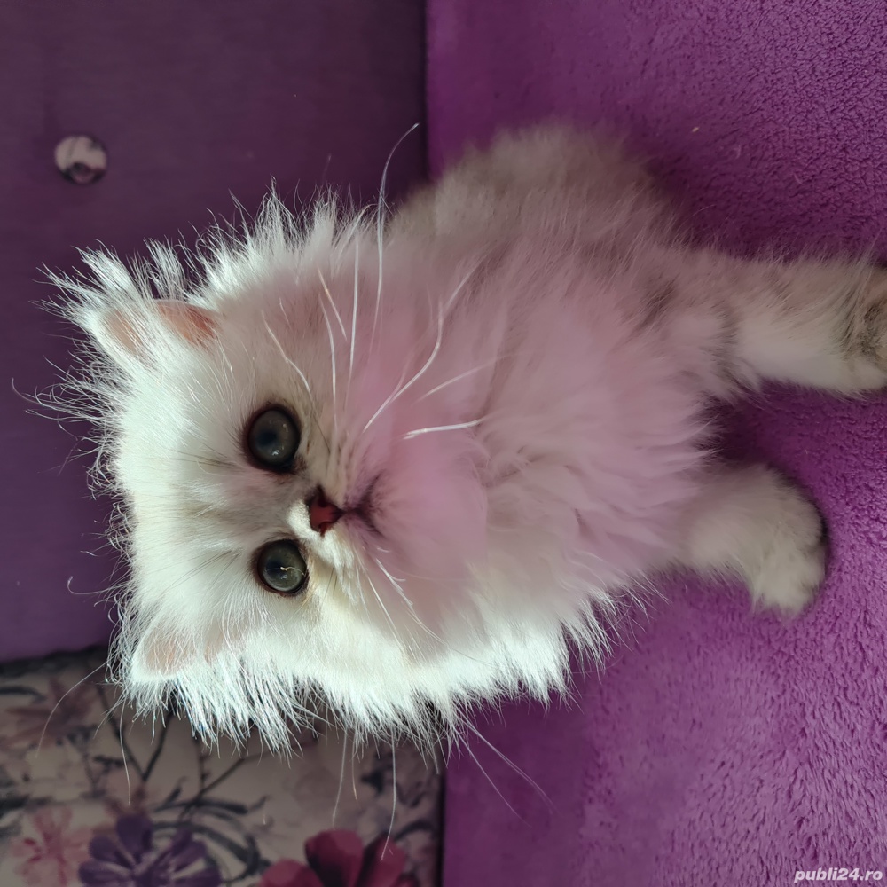 British Shorthair longhair 