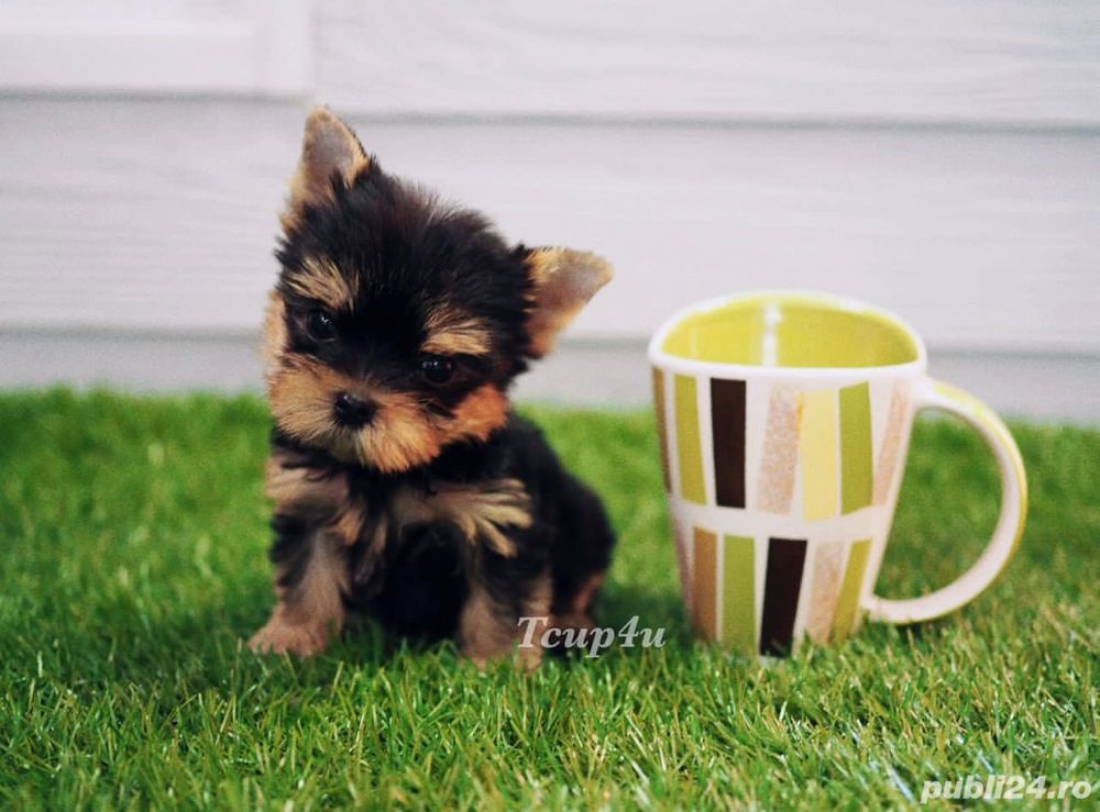 Căței Yorkshire Terrier Mini Toy - Cumpara in conditii de legalitate și siguranță 
