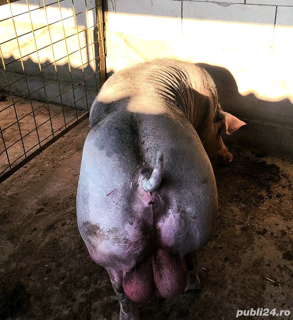 Monta Pietrain Belgian rasa pura material seminal