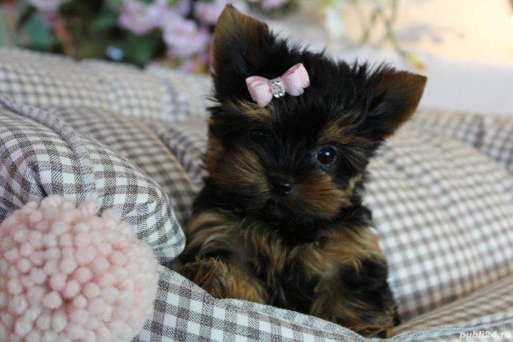 Yorkshire Terrier Mini Toy - masculi și femele