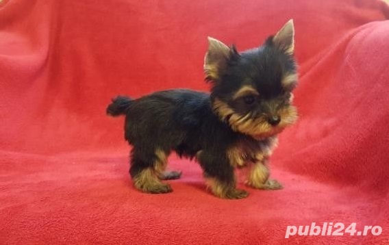 Yorkshire Terrier Mini Toy - Alege Calitatea 
