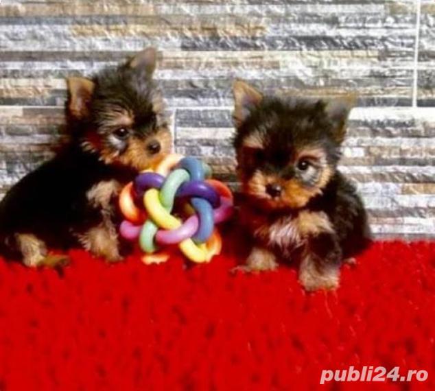 Pui rasa Yorkshire Terrier - talie Mini Toy,  Black and Tan 