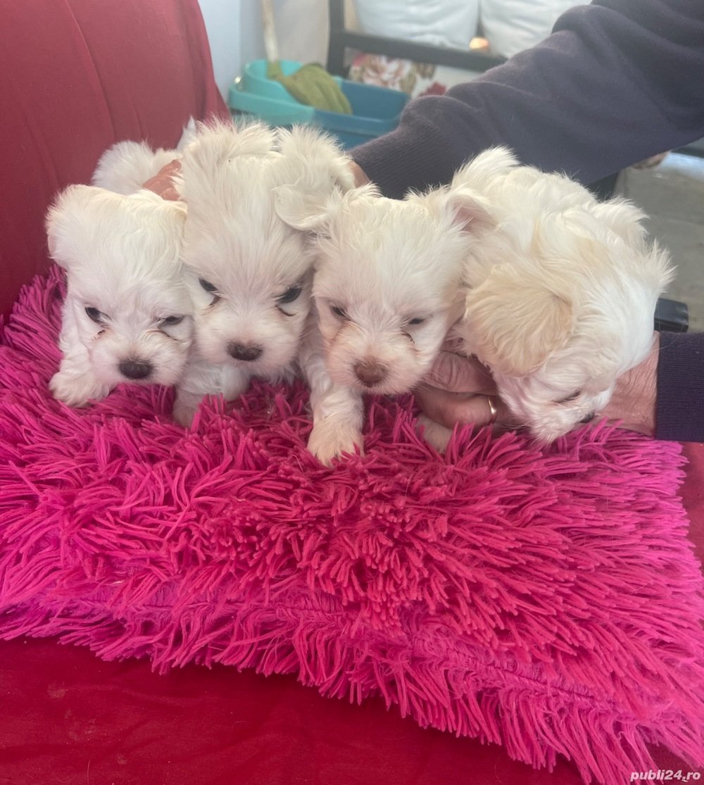 Catei Bichon malteze Catei Bichon malteze