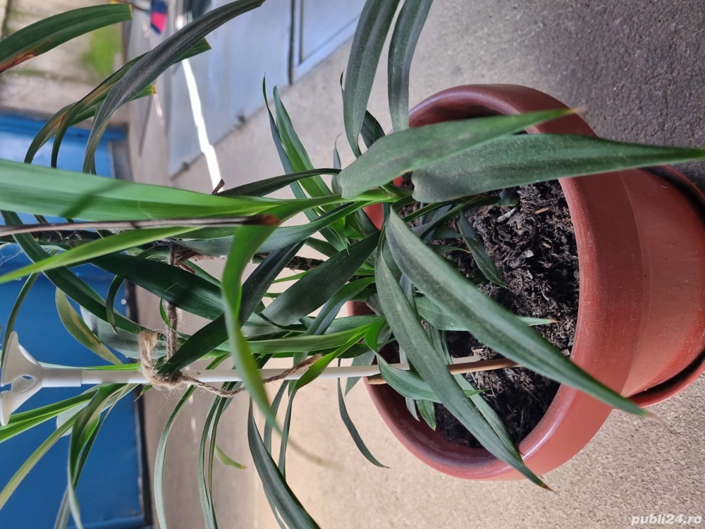 Vand planta Yucca