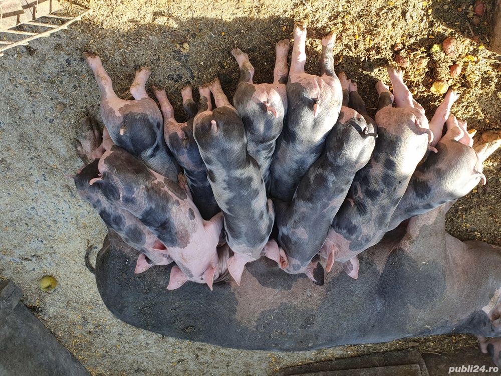 petrain belgian rasa pura petrain belgian rasa pura