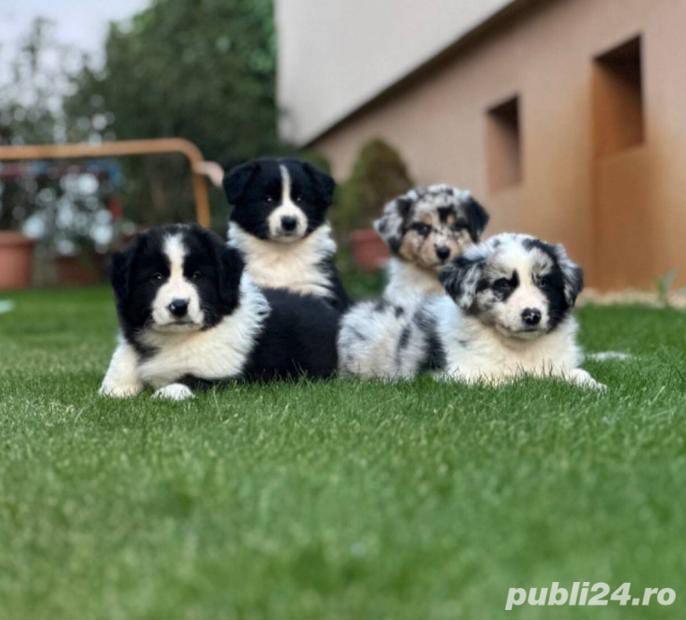 Vand pui de border collie Vand pui de border collie