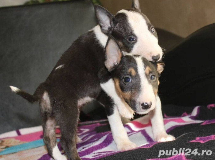 Pui bullterrier bull terrier mini  Pui bullterrier bull terrier mini