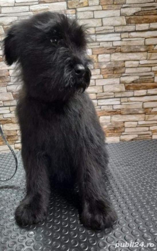 Vand schnauzer urias 