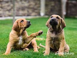 Vand pui fila brasileiro