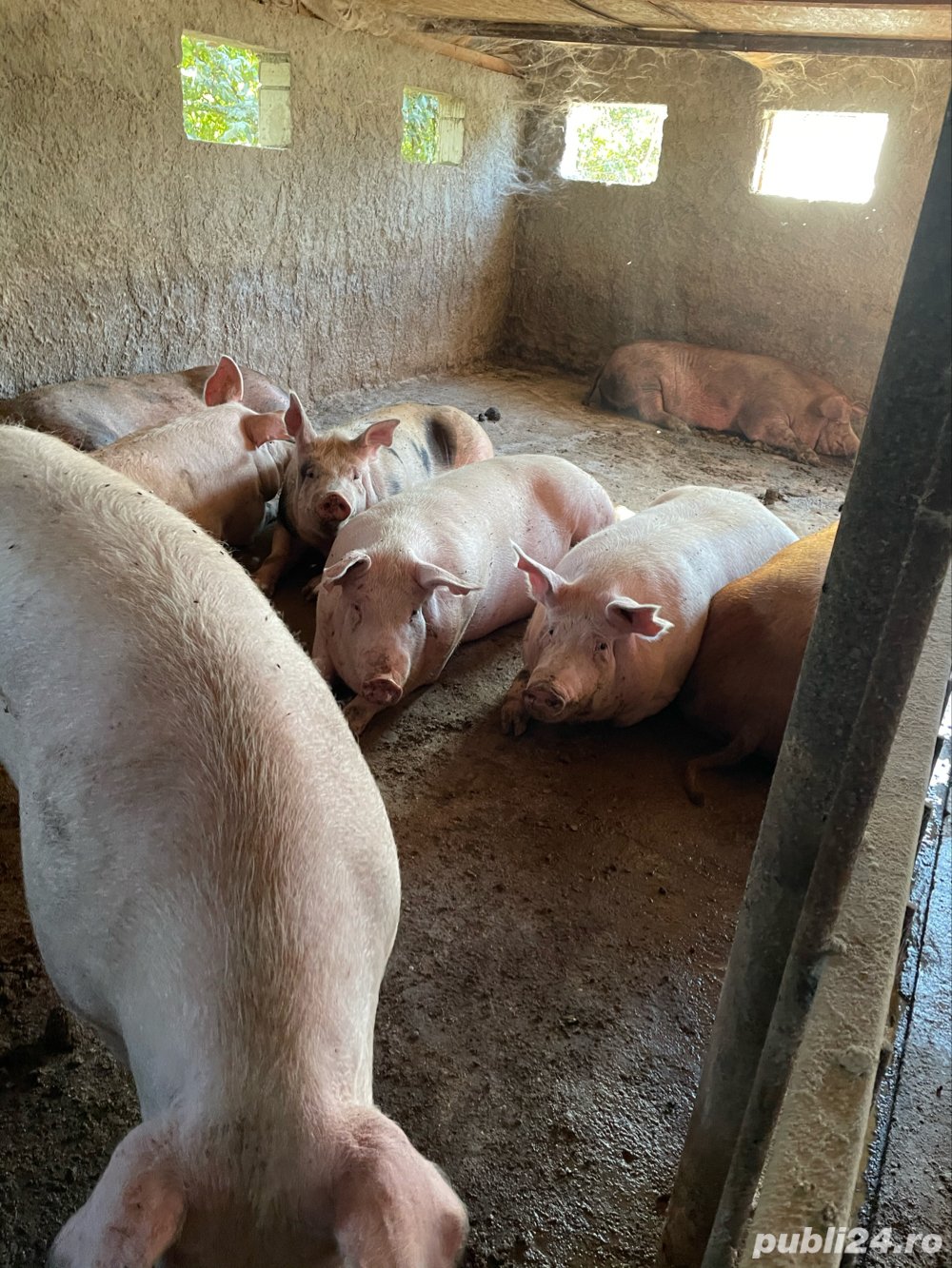 porci de carne ma aflu la 12 km de bucuresti 