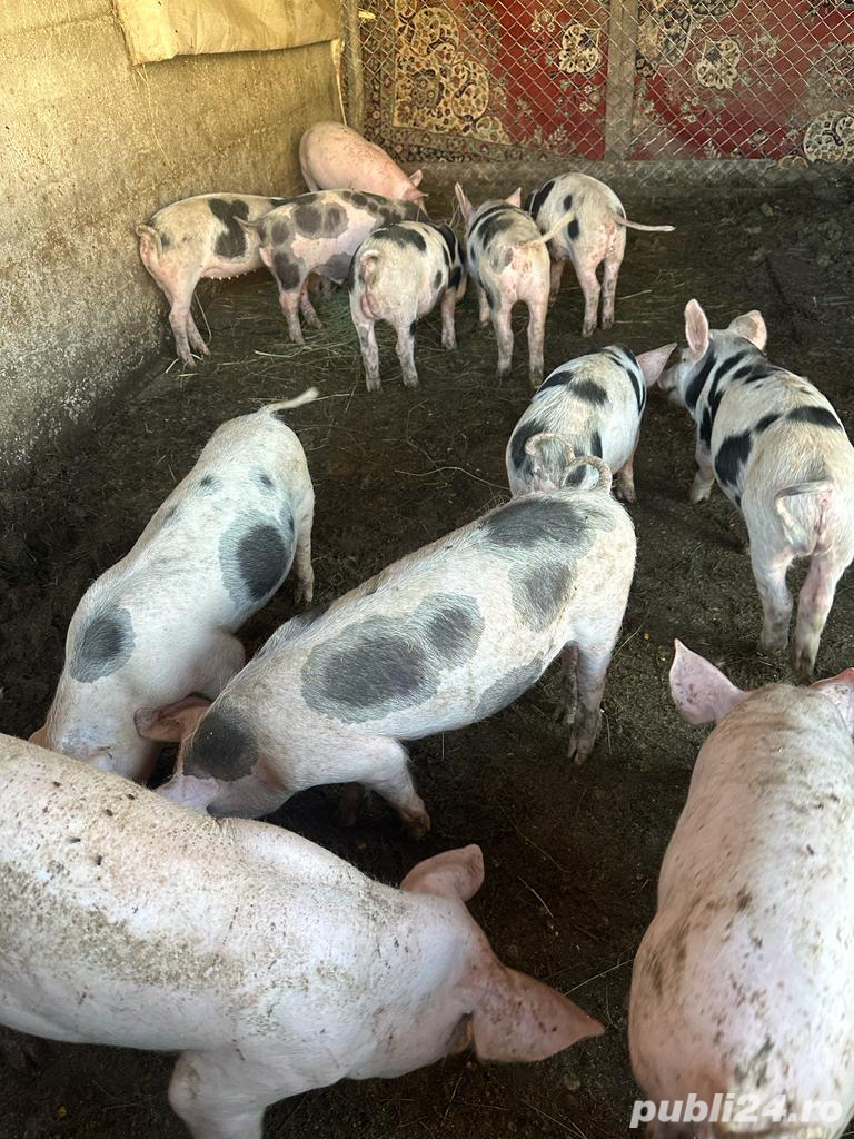 Vand porci si purcei crescuti la curte din furaje proprii