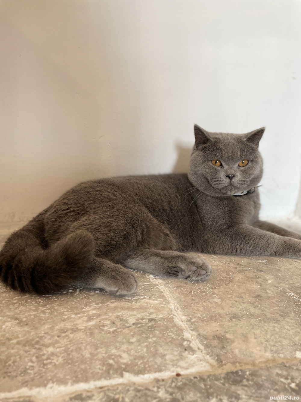 Motanul British  Pretty boy pt pisicute