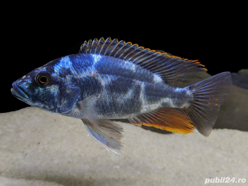 Vand pesti Nimbochromis livingstoni