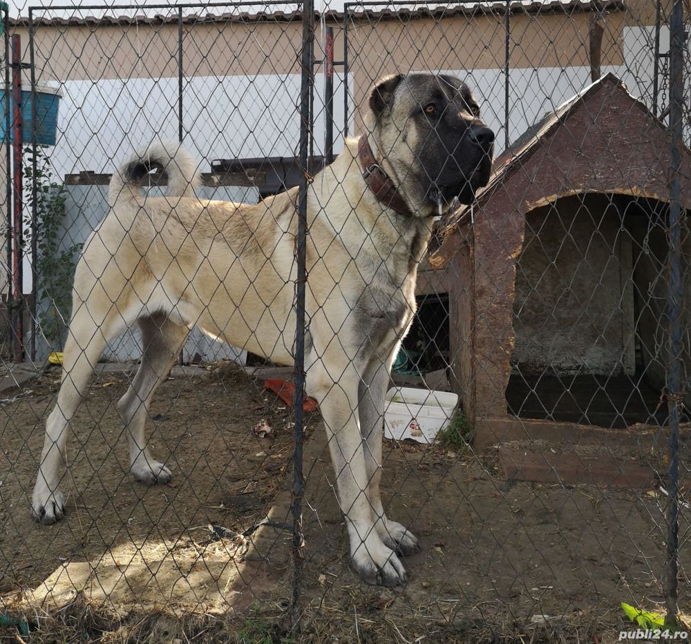 Reproducere mascul Kangal 