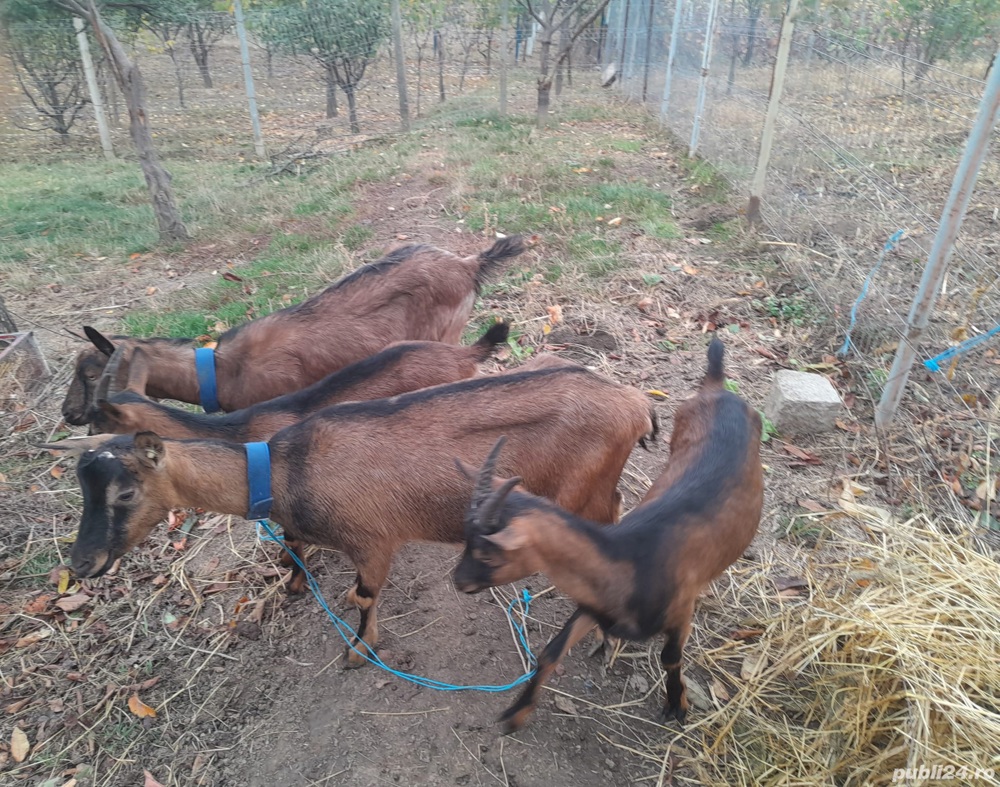 Capre Alpin Francez ied