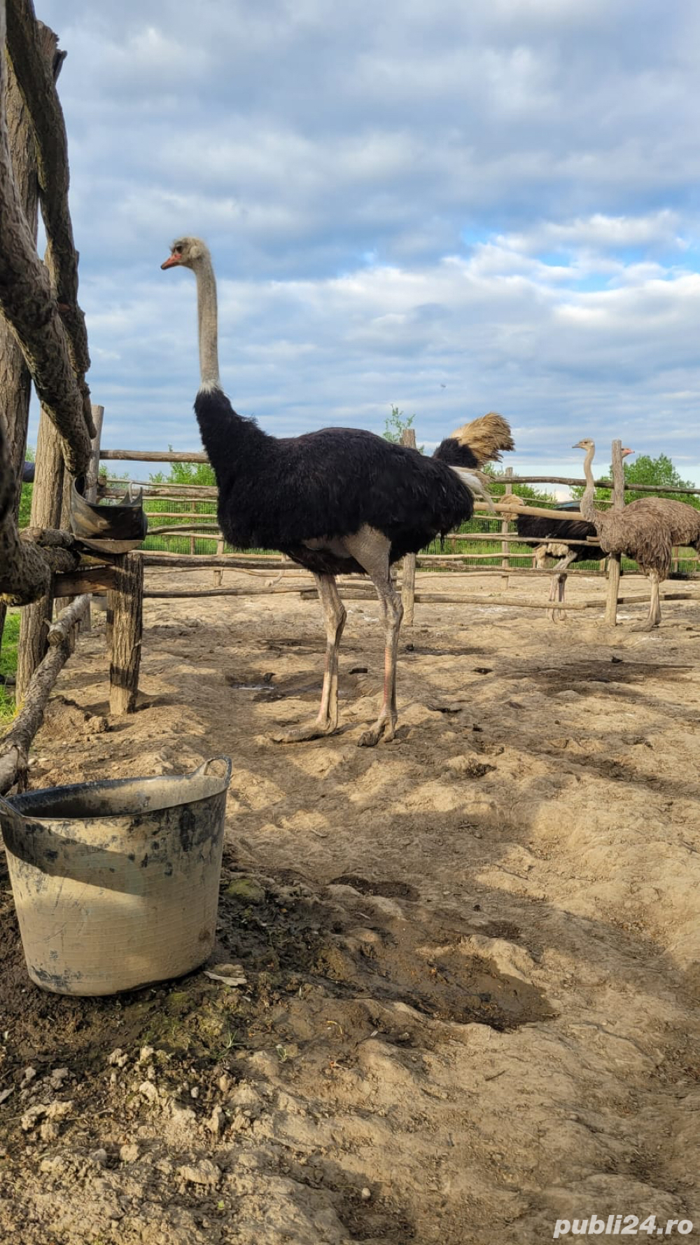 Struti reproducatori  famili reproducere