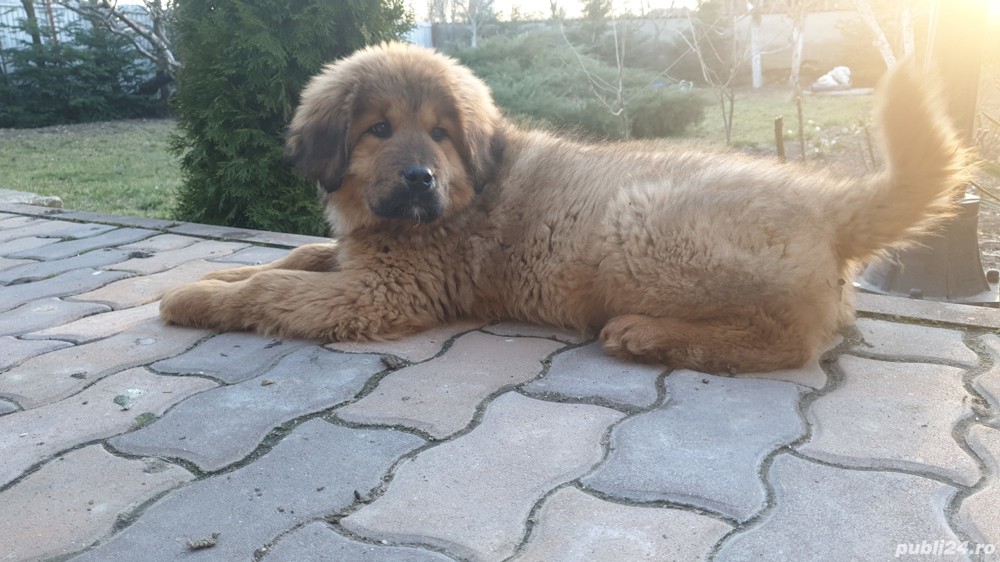 Mastiff Tibetan - rasa pura, parinti cu pedigree 