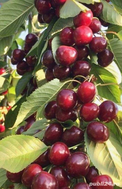 Pomi fructiferi columnari si pitici mar,cires-50+25 gratis