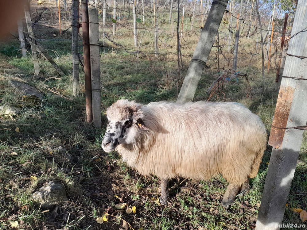 Vand 3 oi | oaie Vand 3 oi | oaie