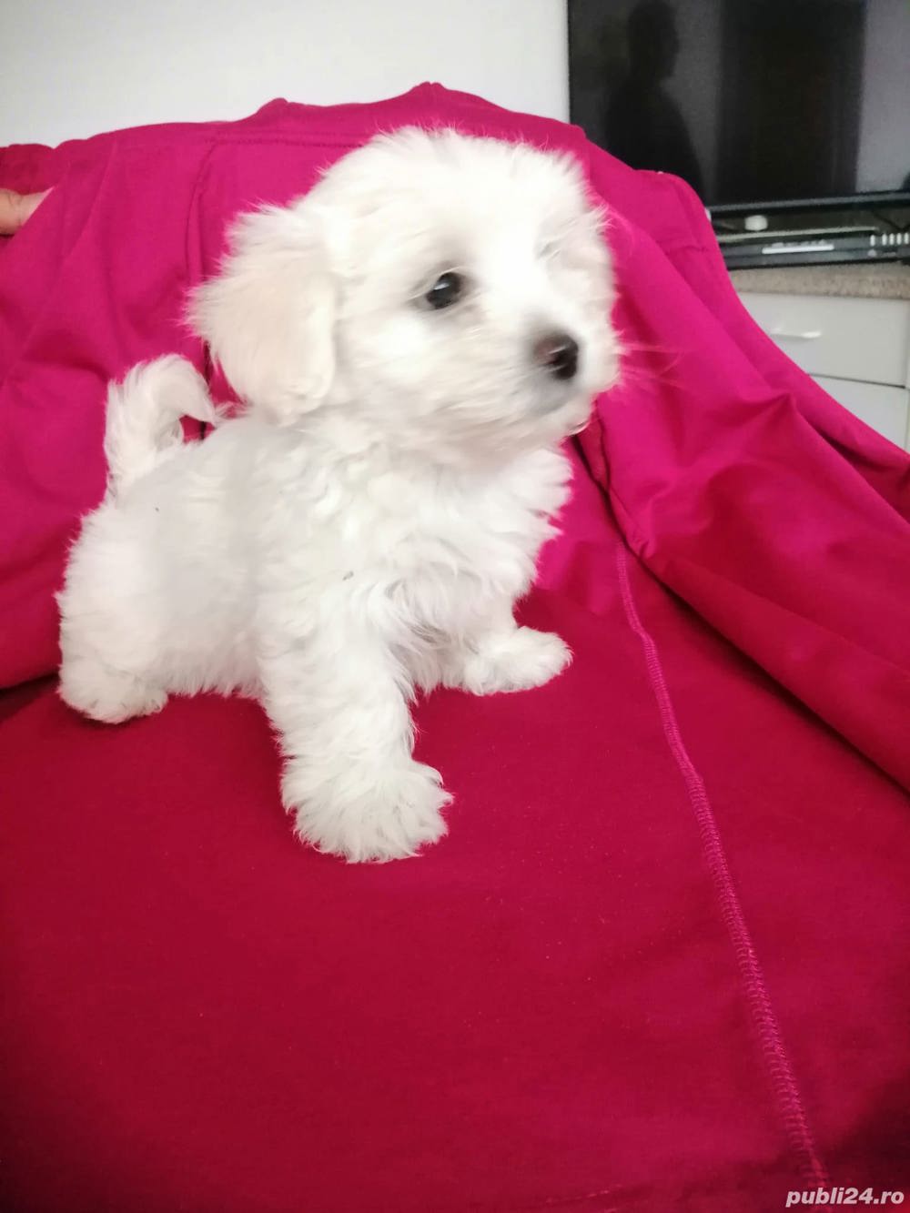 Bichon maltez albi Bichon maltez albi