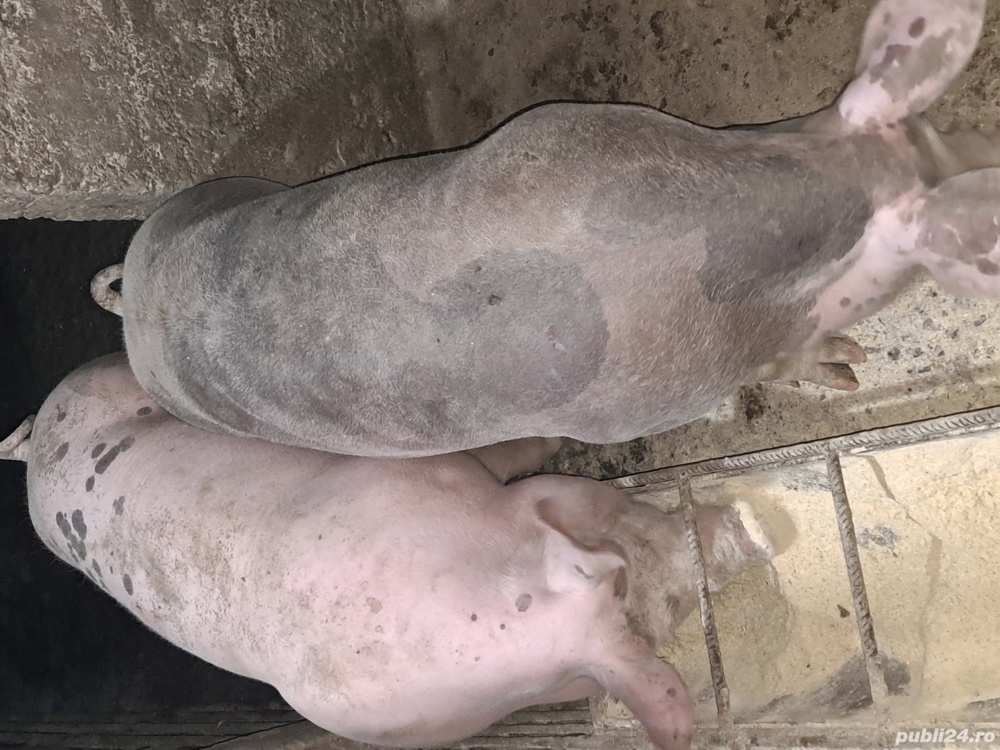 porci de vanzare 