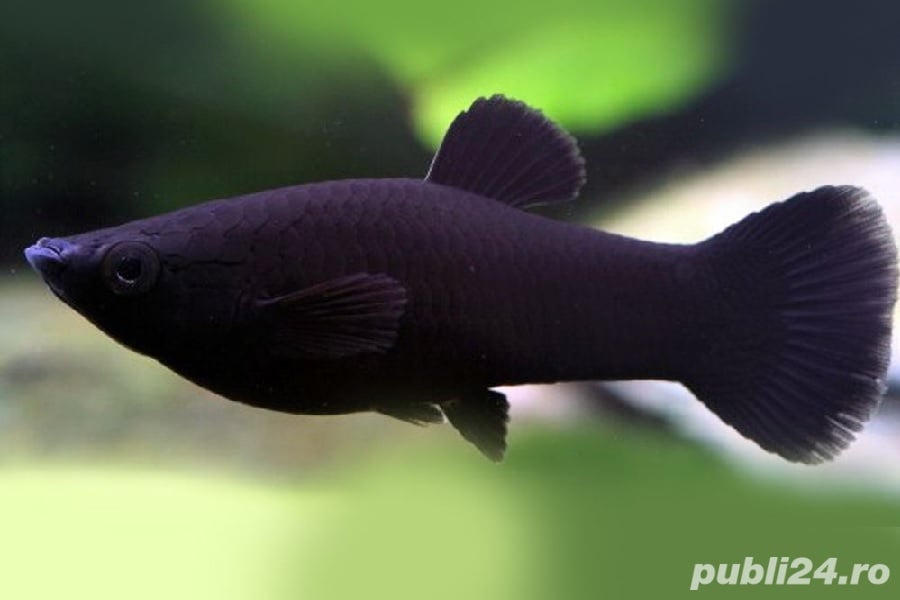 Vand pesti Black Molly (Poecilia sphenops)