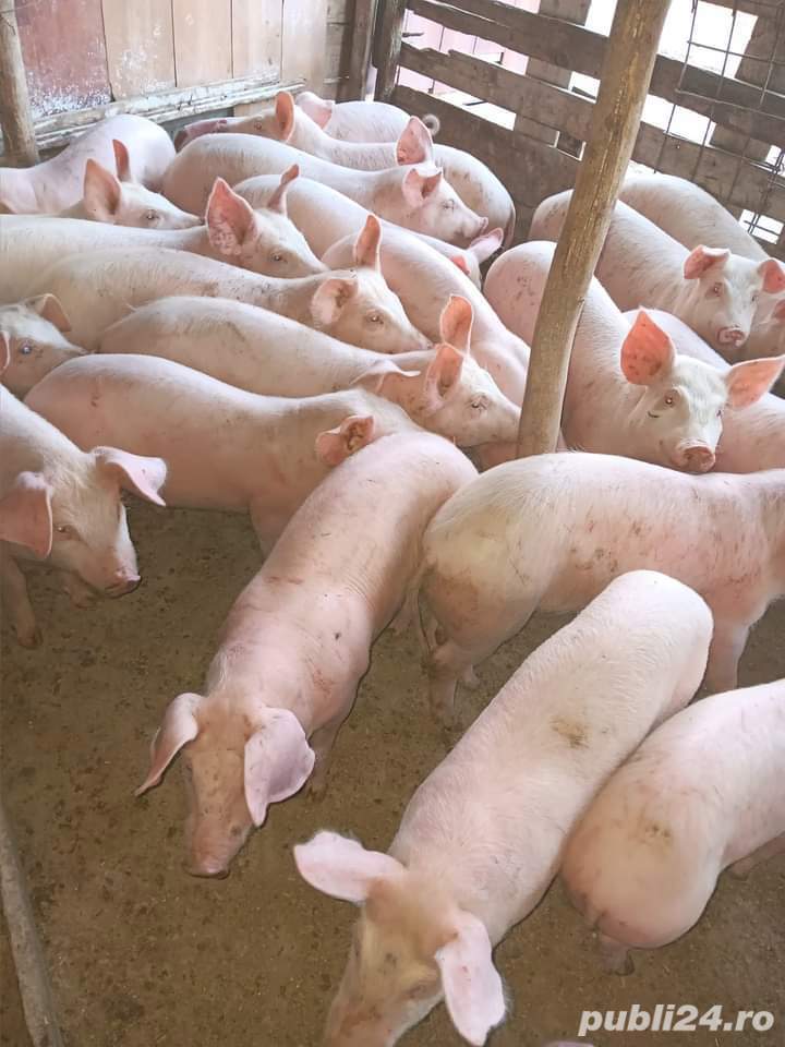 purcei diferite mărimi 