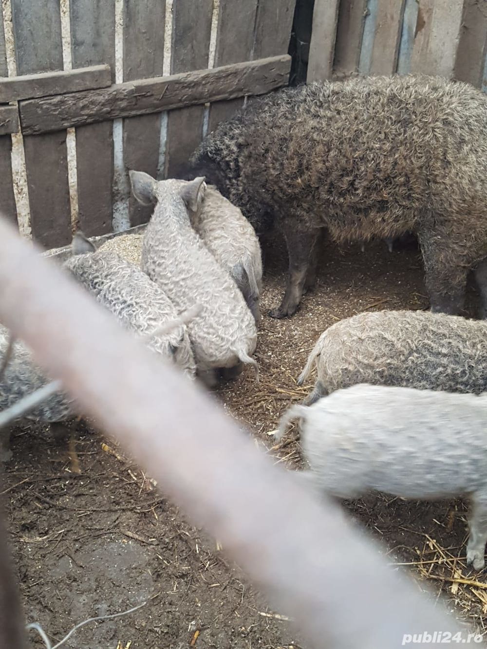 Mangalita Crescuta Cu Responsabilitate -Pentru sacrificare sau crestere