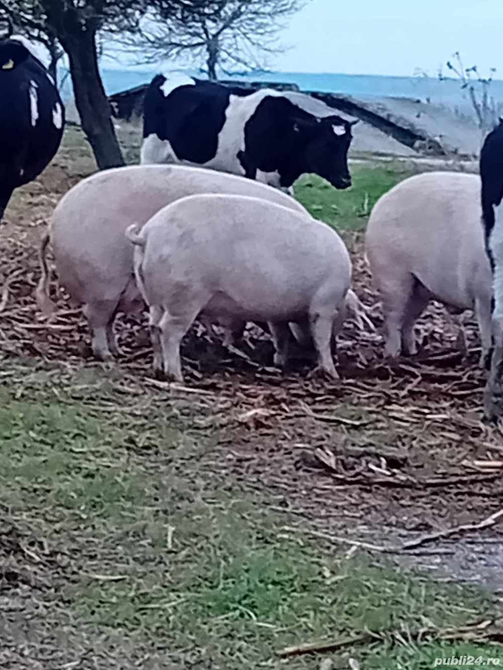 porci mari crescuti eco