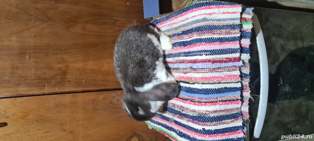 berbec german schimb cu perusi