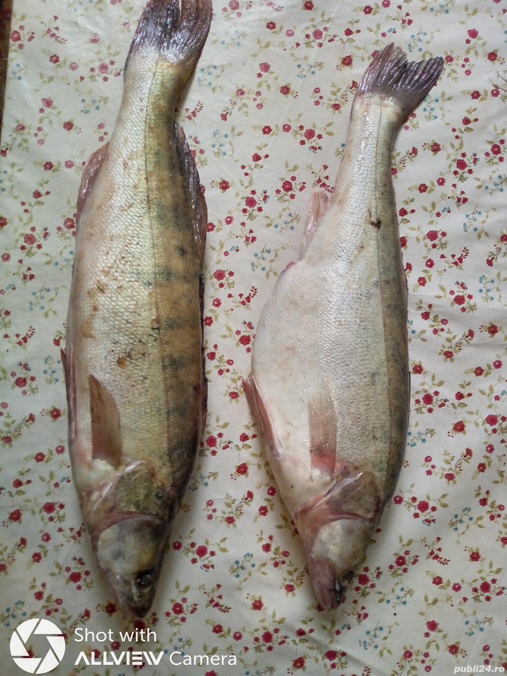 Vand Salau captura Dunare , gust minunat :)