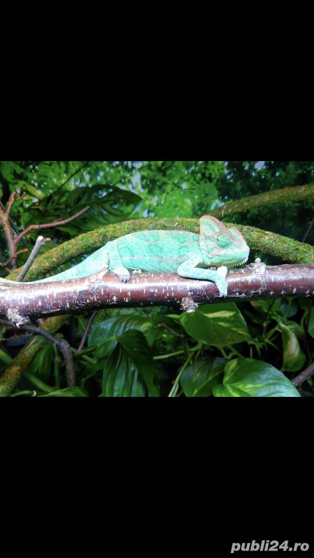 Vând lampă Reptisun terariu pentru cameleon