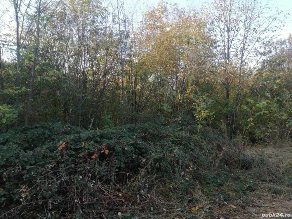 teren intravilan de vinzare resita linga satul doman 