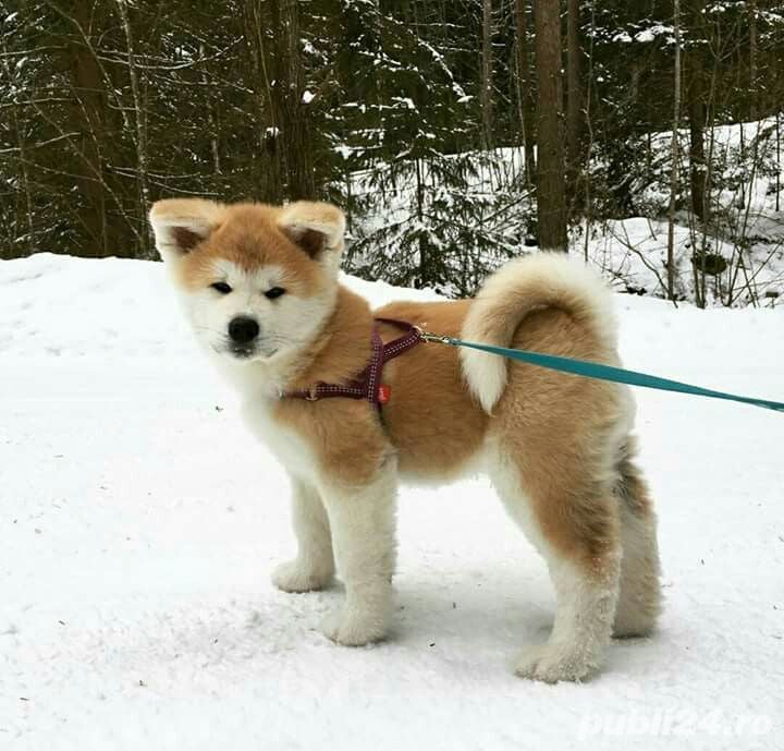 Puiuți akita inu Hachiko transport gratuit 