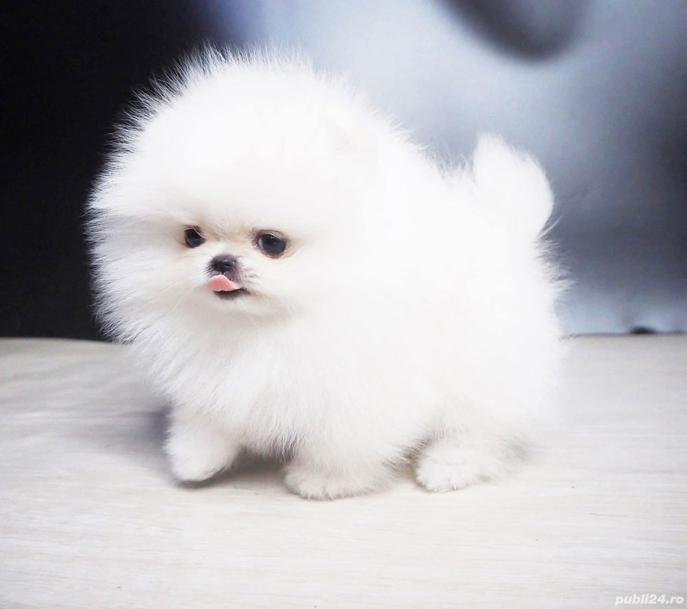 pomeranian ursulet mini toy