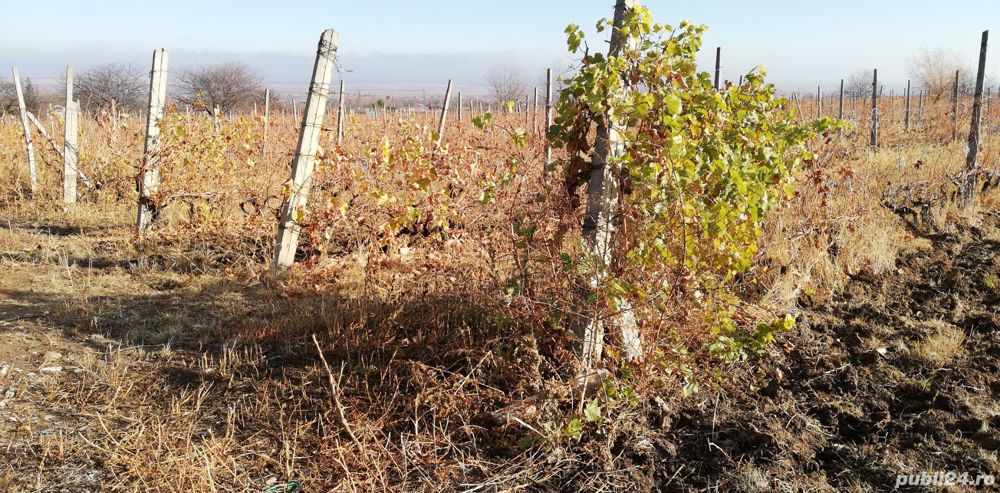 Vie Merlot Jaristea,Vasatura;10000lei(langa crama Sarba_drum asfaltat=Utilizabil+teren constructie  