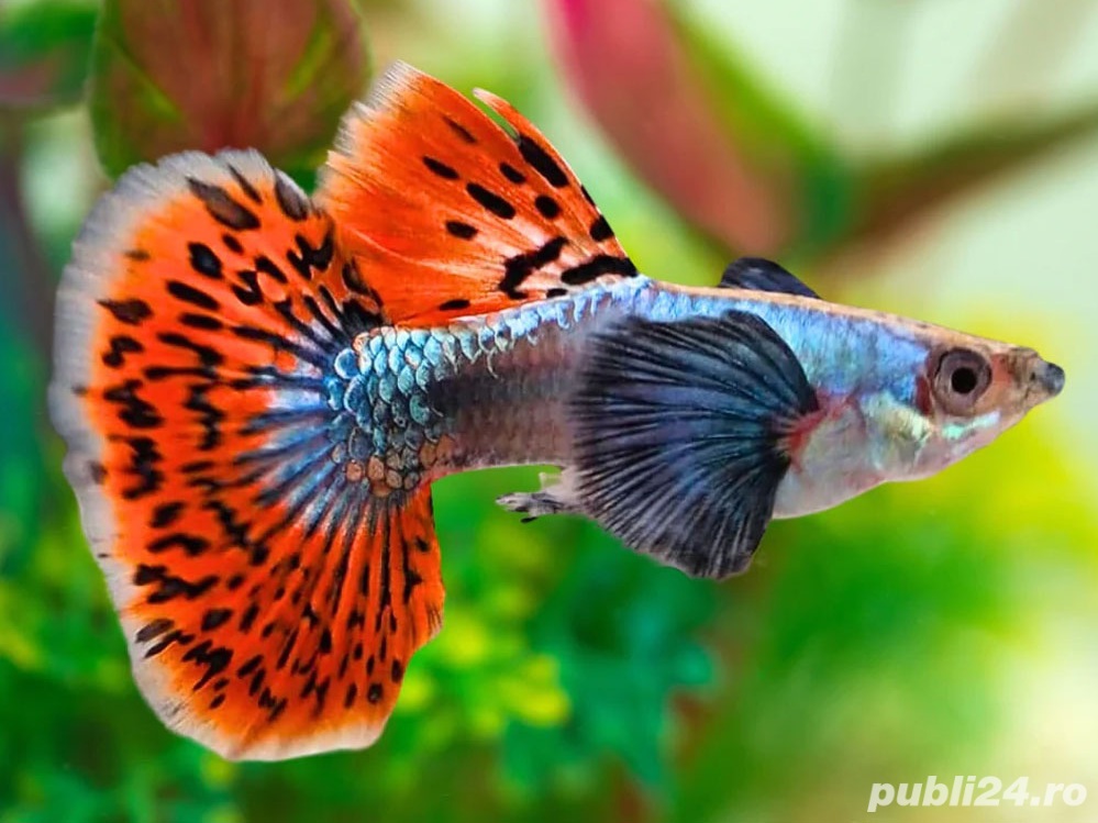Vand Guppy Dumbo Platinum Red Mosaic - direct din crescatoria proprie  Vand Guppy Dumbo Platinum Red Mosaic - direct din crescatoria proprie