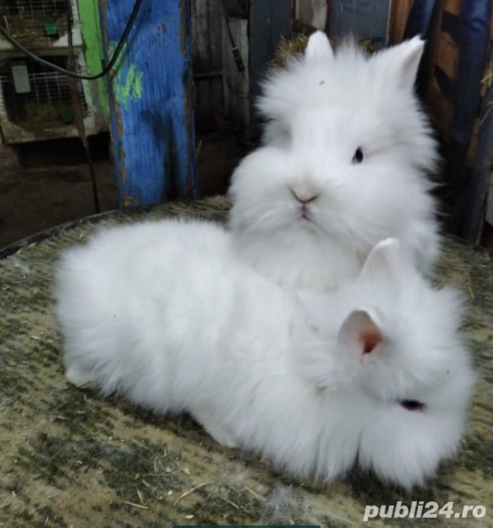 Iepurași de diferite rase mărimi și culori 