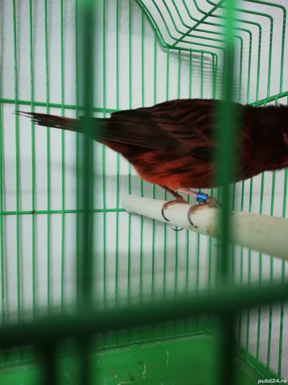 Canari de cântec și culoare Canari de cântec și culoare