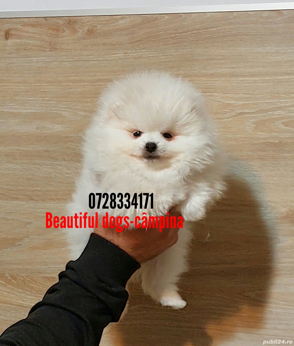 Pomeranian pui