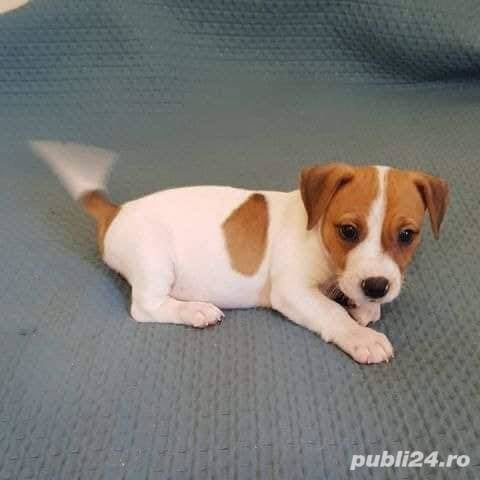 Jack Russel Terrier - par scurt, 2 luni, genetică superioară 