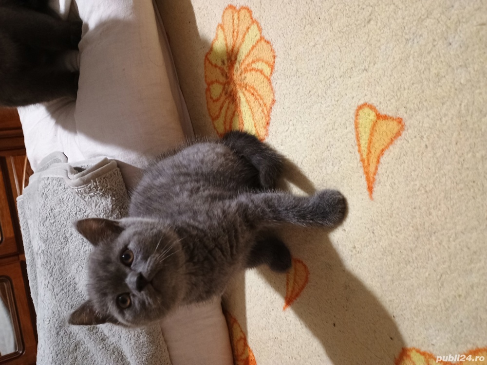 Pisoi de rasa Sorthair