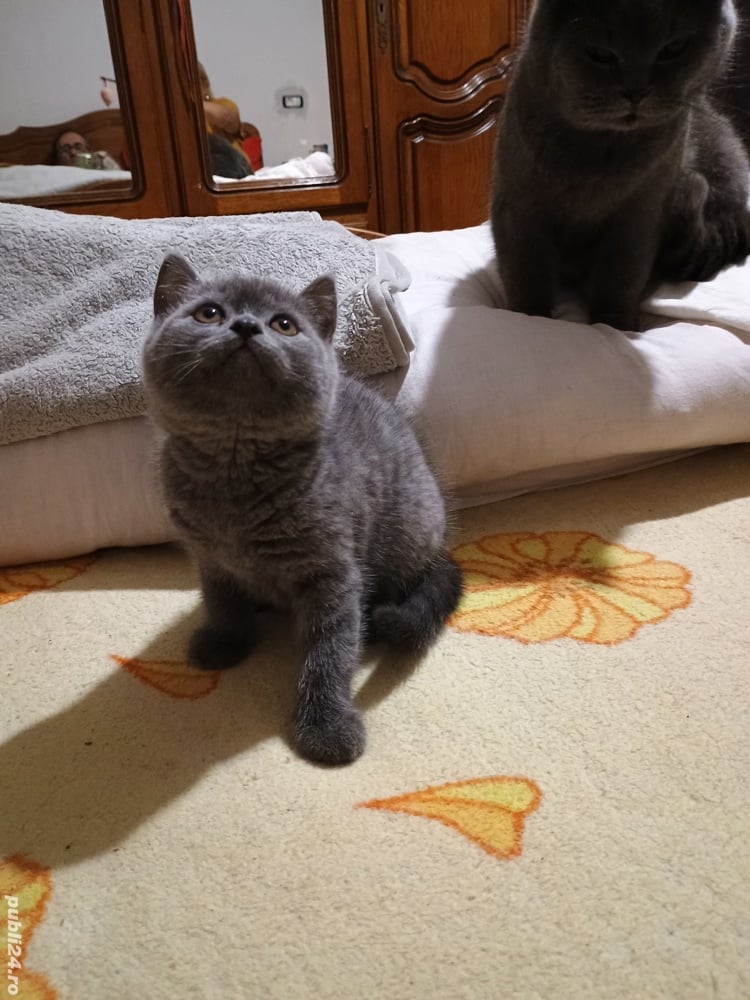 Pisoi de rasa Sorthair